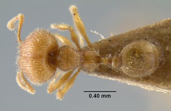Media type: image;   Entomology 32035 Aspect: habitus dorsal view